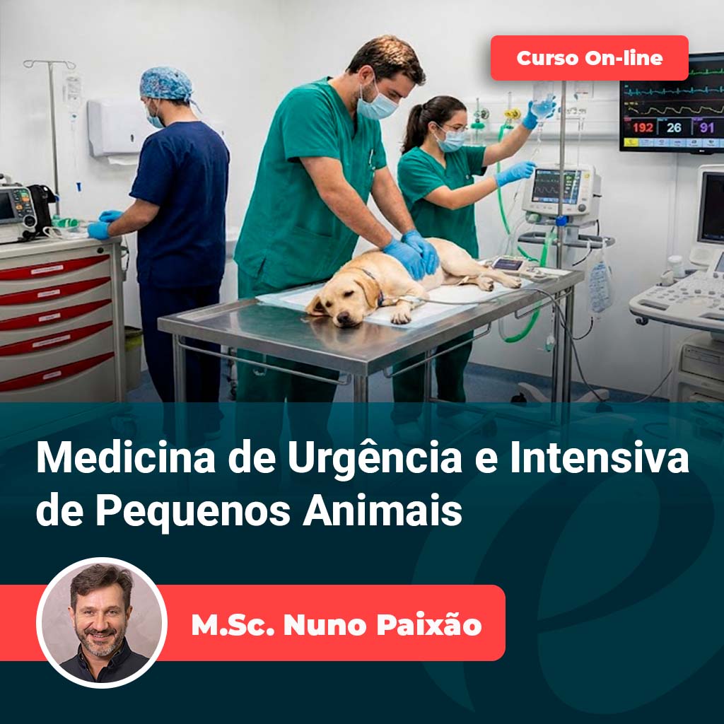 Equipe veterinária atendendo cão em emergência — Curso de Emergência Veterinária e UTI de Pequenos Animais, com Prof. M.Sc. Nuno Paixão (Equalis)