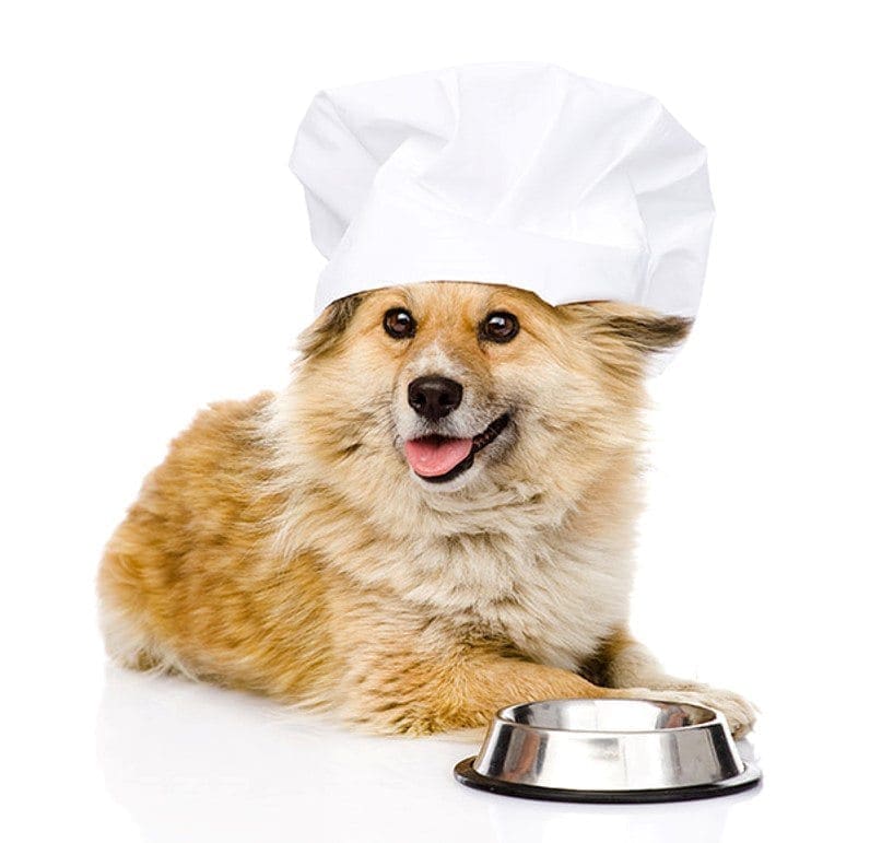 Alimentação-natural-para-pets-2