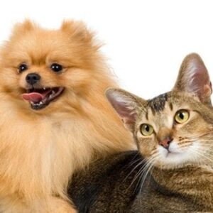 Curso de Ultrassonografia em Pequenos Animais