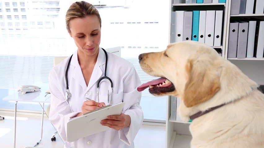 alimentação-natural-para-pets-e-o-veterinario